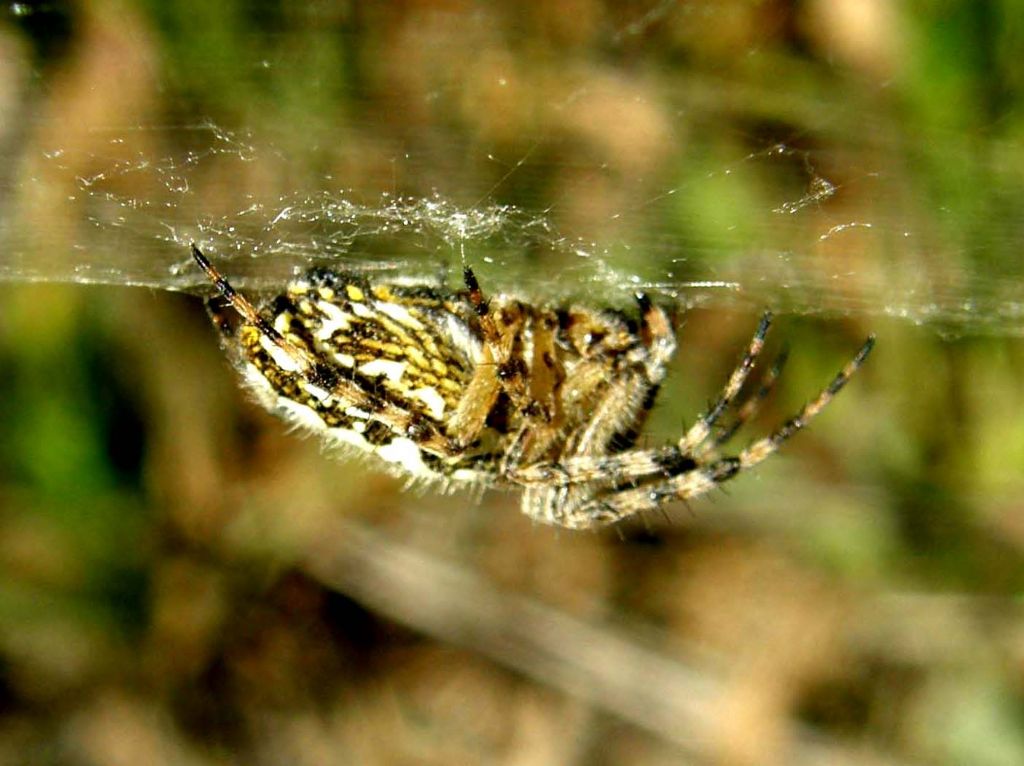 Araneus angulatus? No. Aculepeira ceropegia