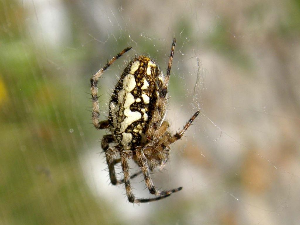 Araneus angulatus? No. Aculepeira ceropegia