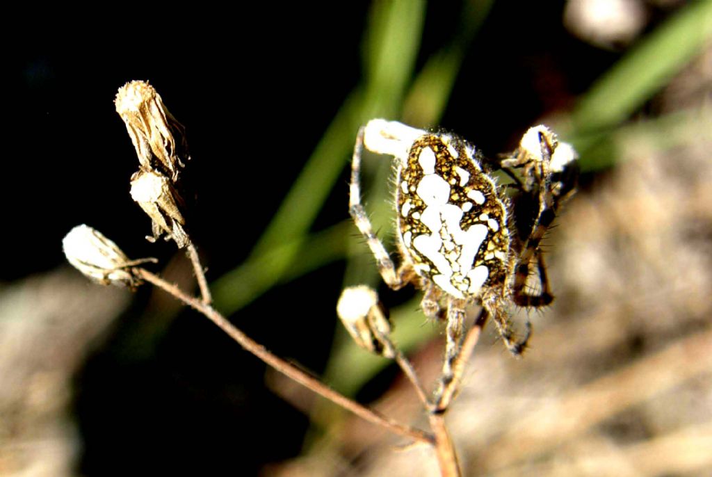 Araneus angulatus? No. Aculepeira ceropegia