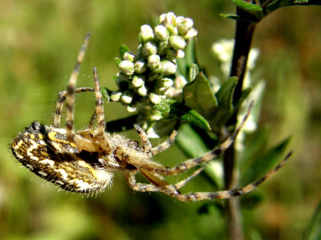 Araneus angulatus? No. Aculepeira ceropegia