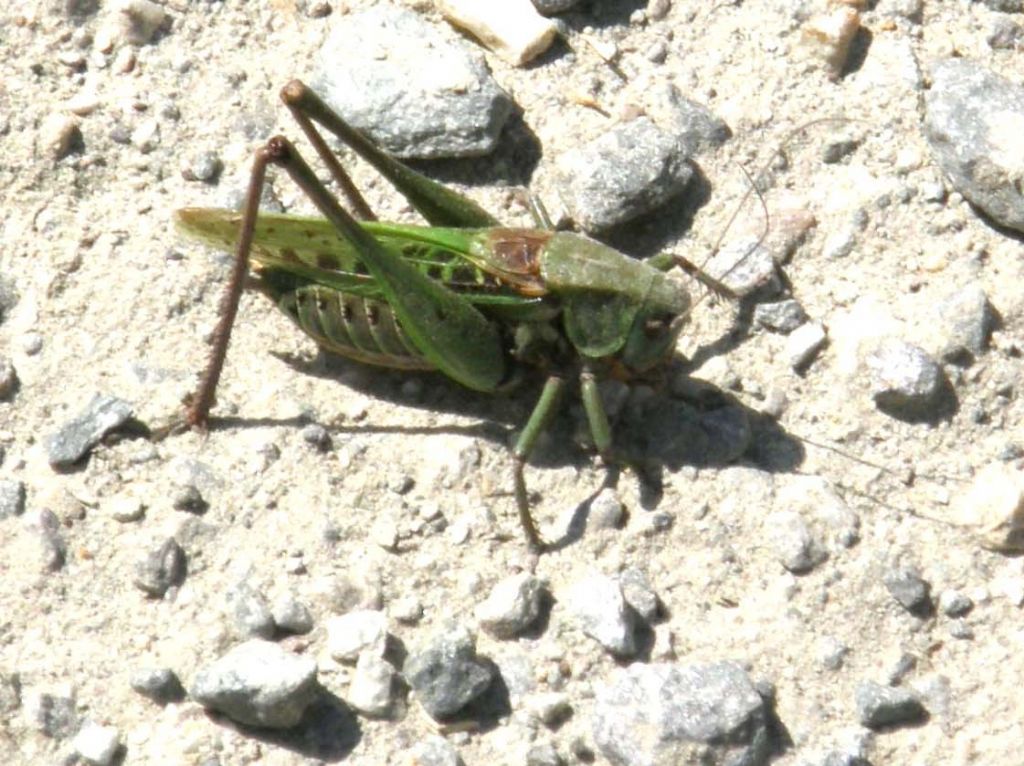 Tettigonidae da identificare: Decticus verrucivorus