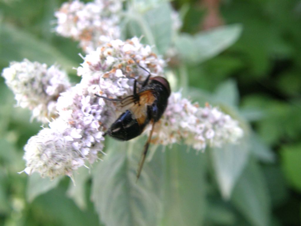 Syrphidae da identificare...se possibile