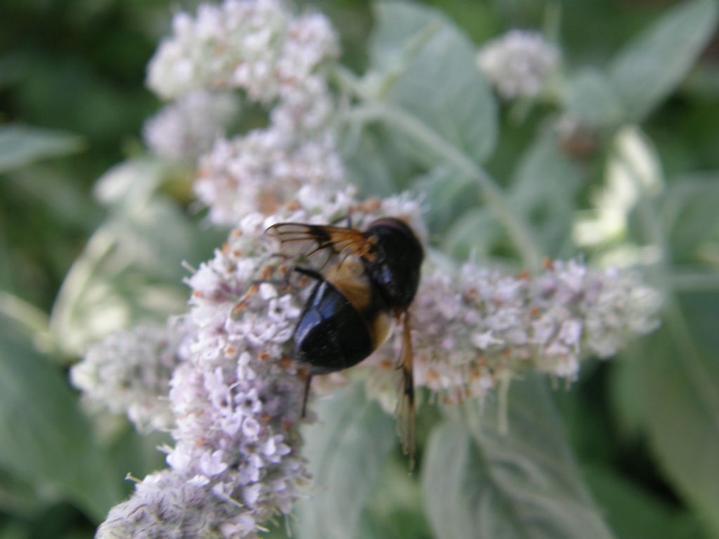 Syrphidae da identificare...se possibile