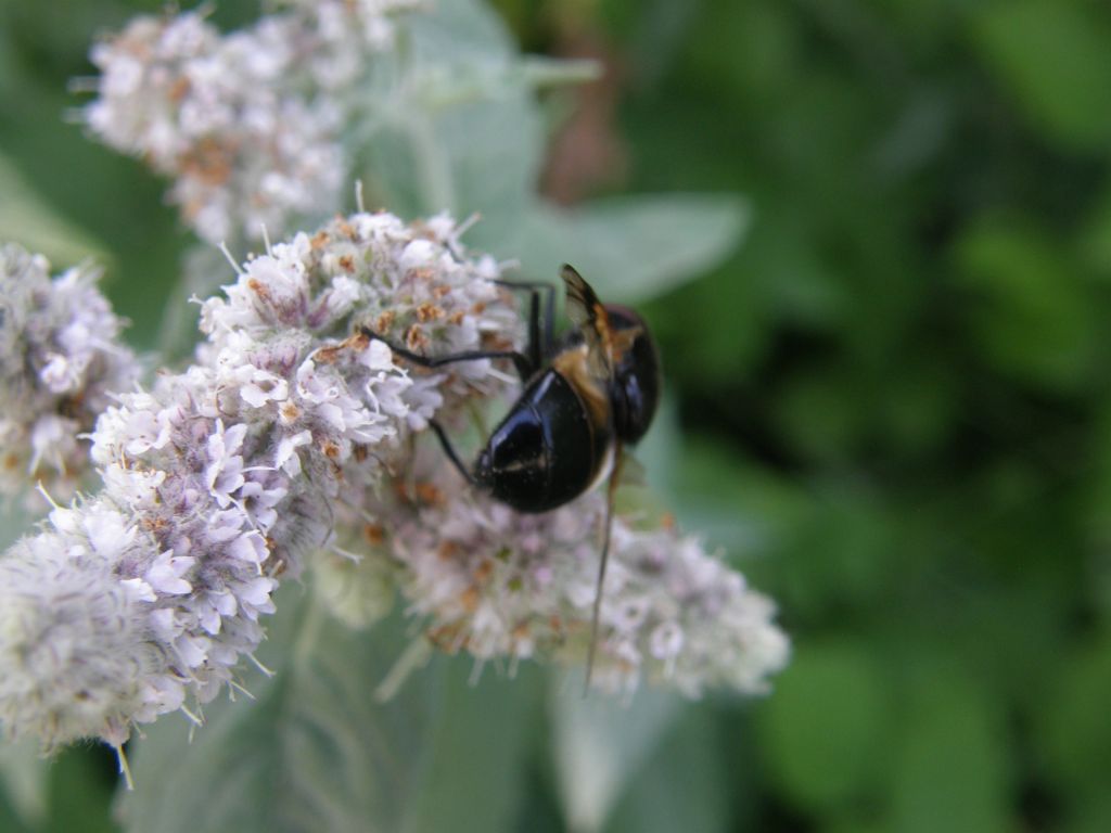 Syrphidae da identificare...se possibile