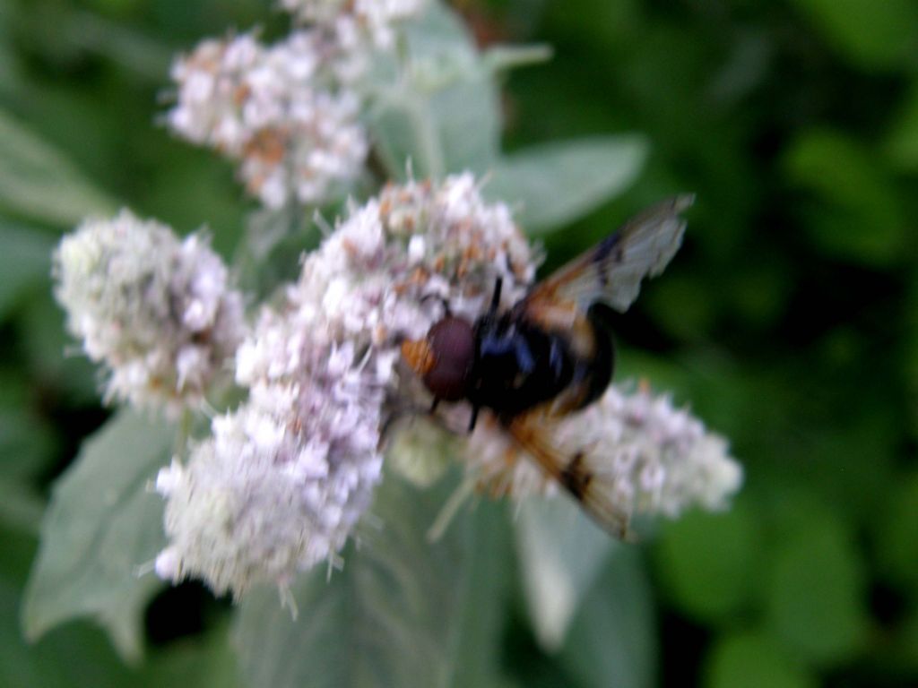 Syrphidae da identificare...se possibile