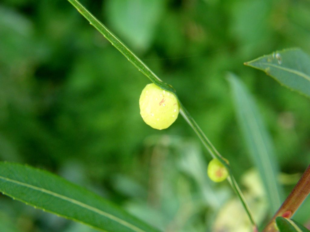 Galle di Pontania viminalis (Tenthtrediniidae)