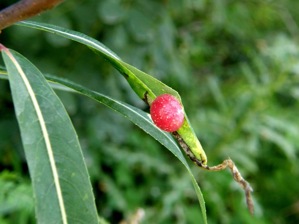 Galle di Pontania viminalis (Tenthtrediniidae)