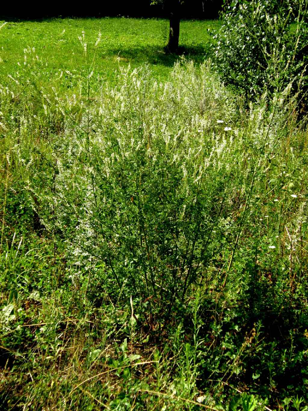 Trigonella alba (=Melilotus albus)