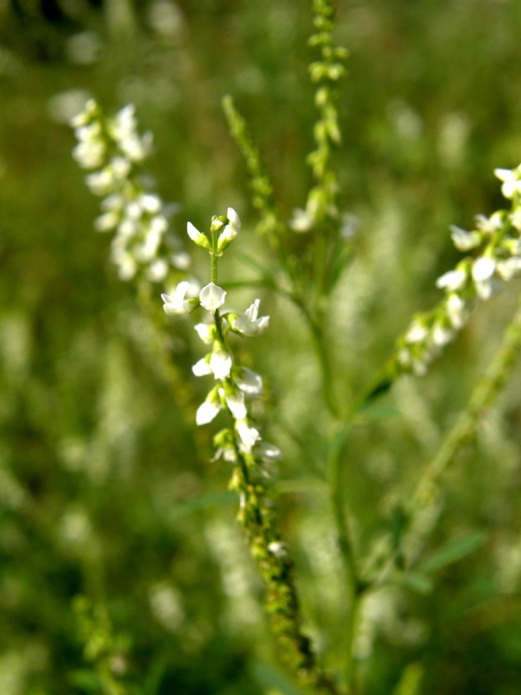 Trigonella alba (=Melilotus albus)