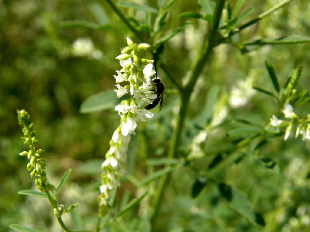 Trigonella alba (=Melilotus albus)