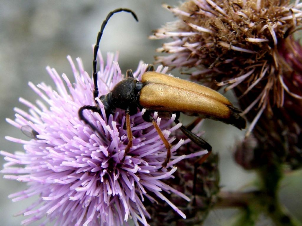 Cerambycidae da identificare - Stictoleptura rubra