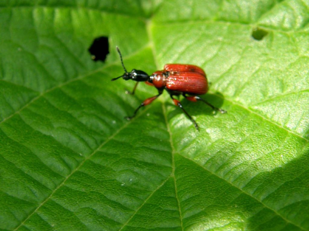 Apoderus coryli solo e in accoppiata