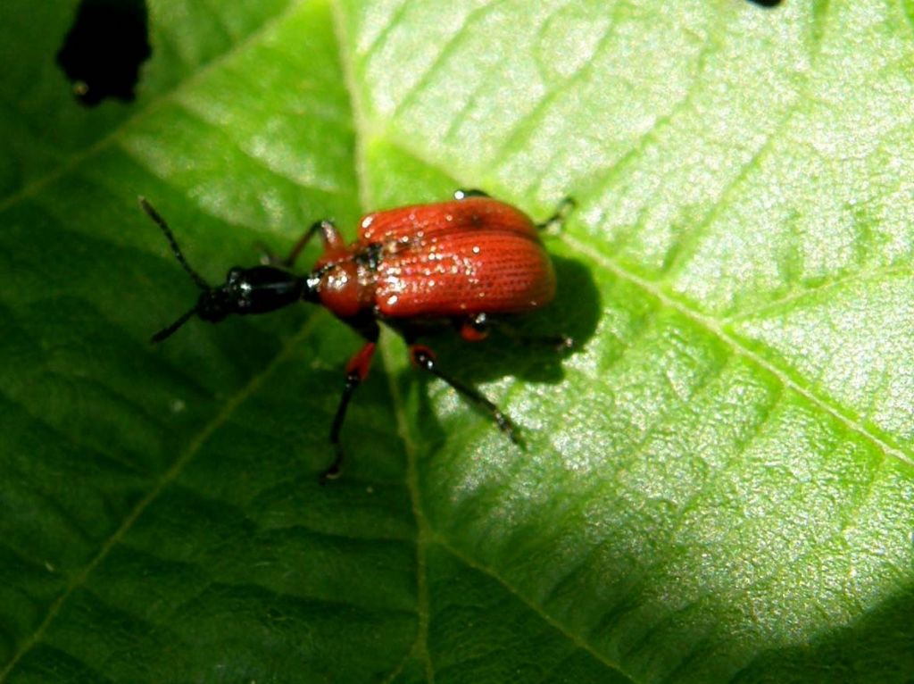 Apoderus coryli solo e in accoppiata