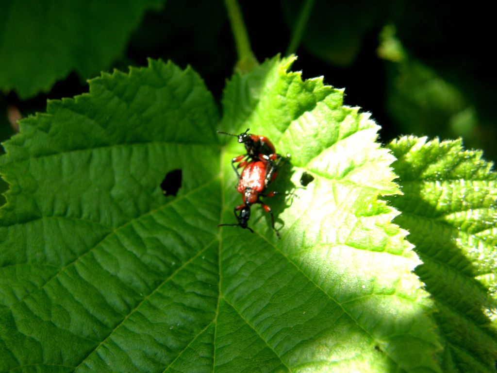 Apoderus coryli solo e in accoppiata