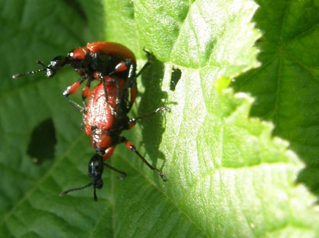 Apoderus coryli solo e in accoppiata