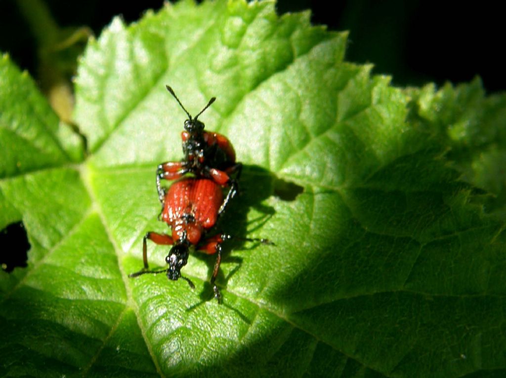 Apoderus coryli solo e in accoppiata