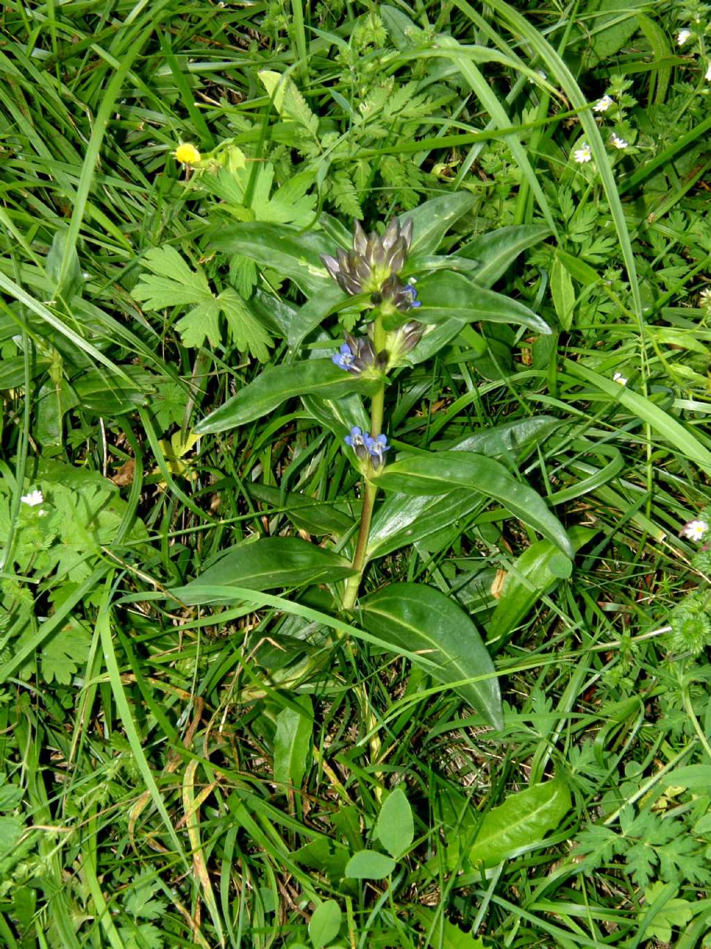 Fiorellini viola - Gentiana cruciata