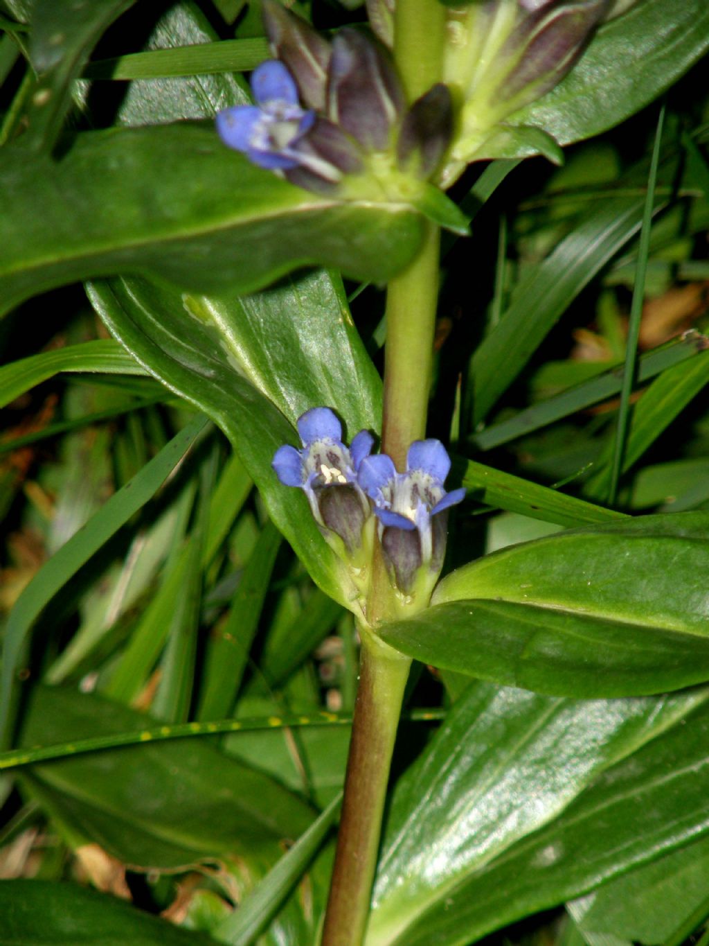 Fiorellini viola - Gentiana cruciata