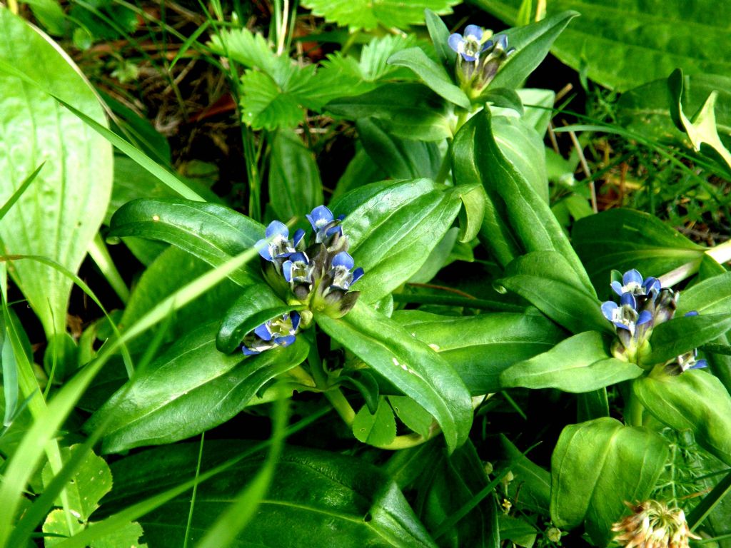 Fiorellini viola - Gentiana cruciata