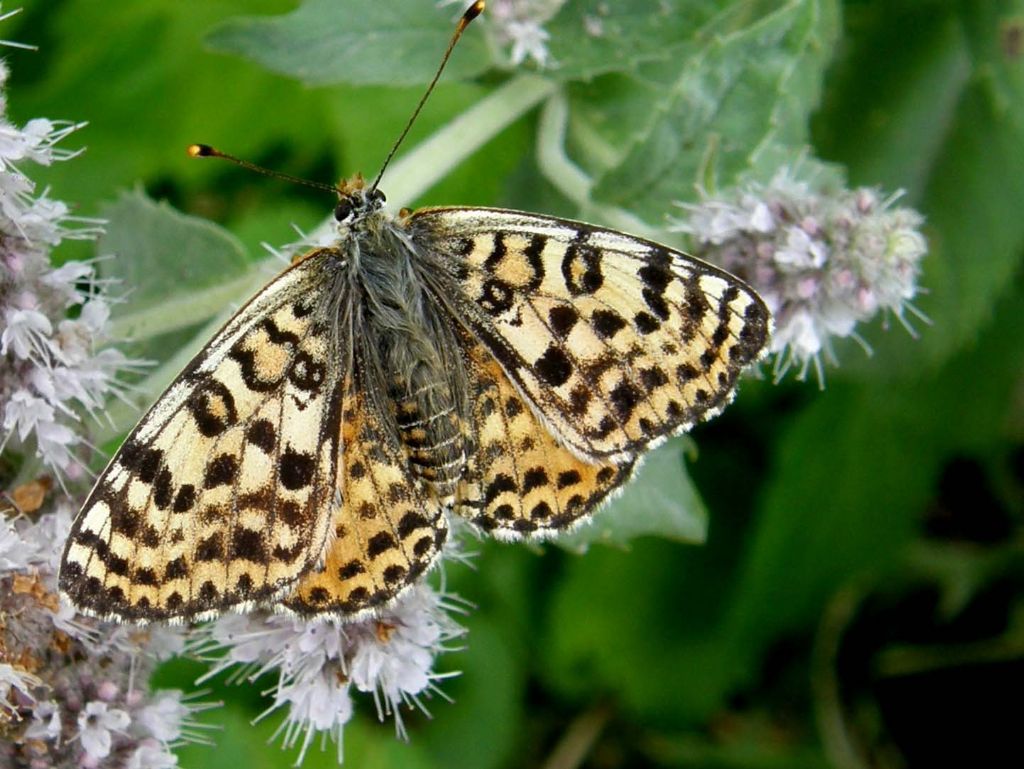 Farfalla da identificare