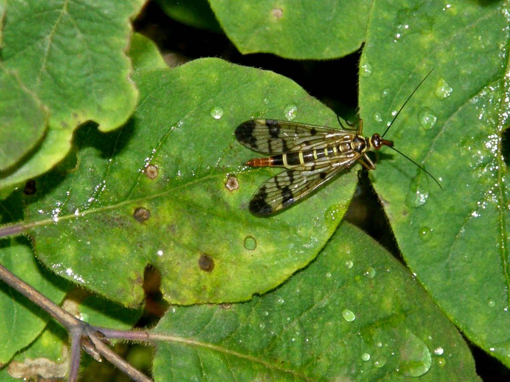 Panorpa sp., femmina