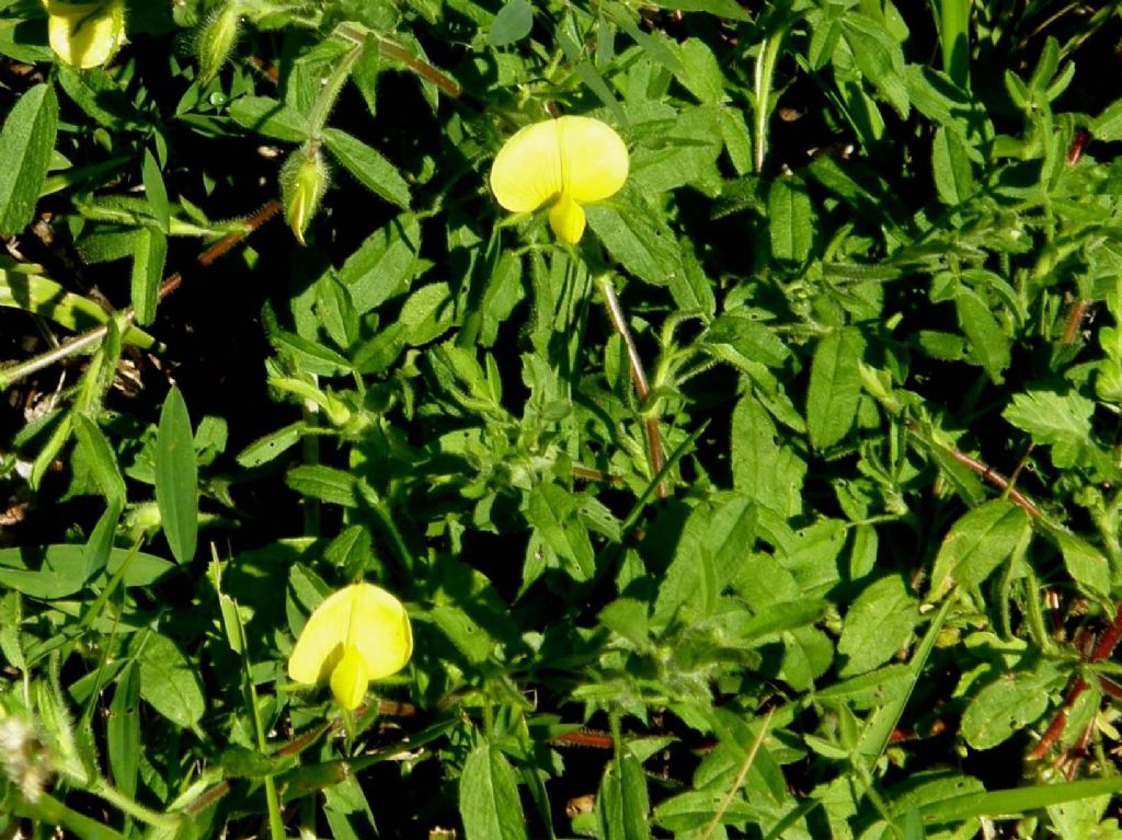 Fabacea dal fiore giallo isolato - Ononis sp. (Fabaceae)