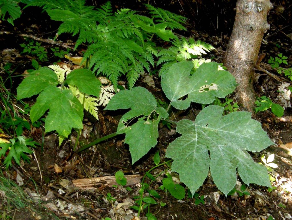 Grandi foglie nel bosco- cfr. Heracleum sphondylium (Apiaceae)