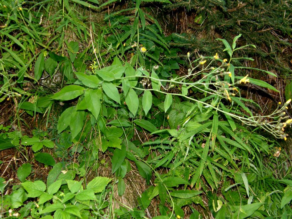 Hieracium sp. (Asteraceae)