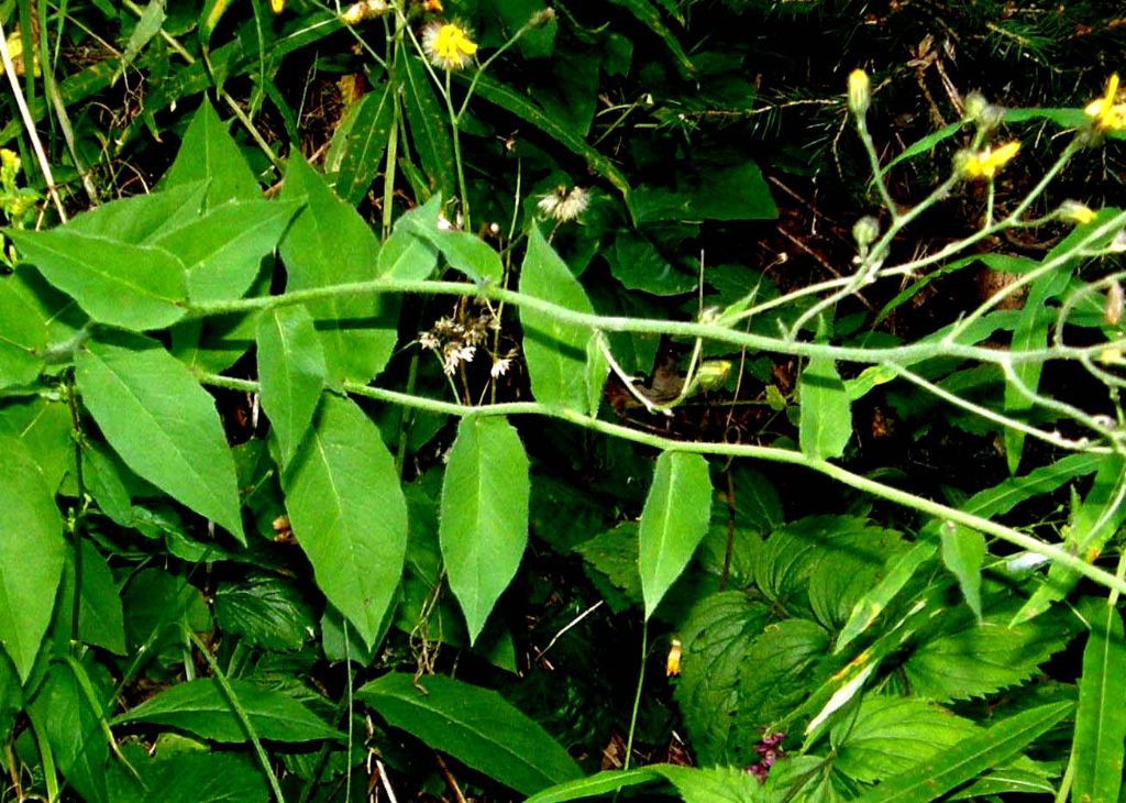 Hieracium sp. (Asteraceae)