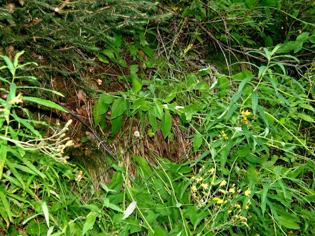 Hieracium sp. (Asteraceae)