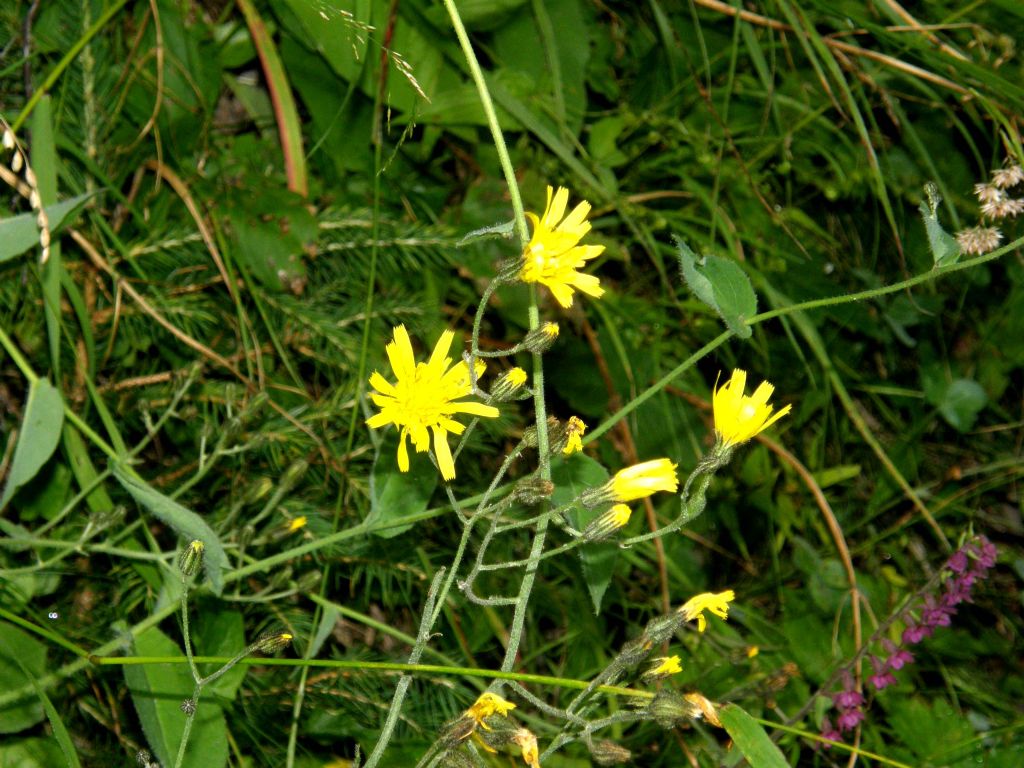 Hieracium sp. (Asteraceae)