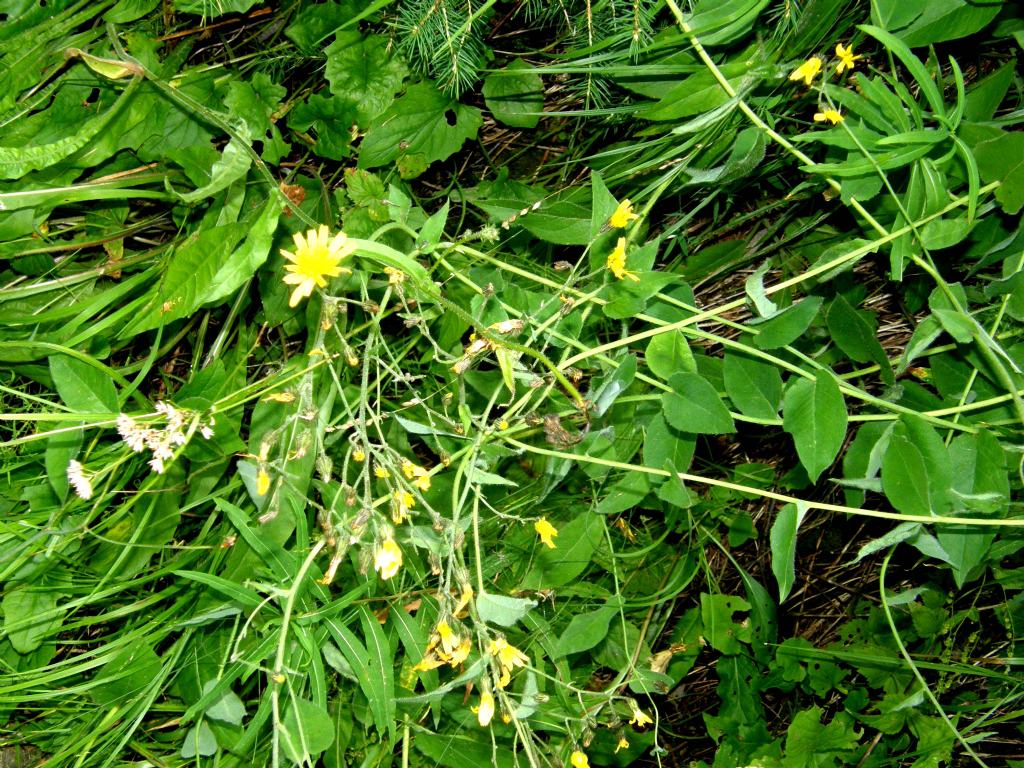 Hieracium sp. (Asteraceae)