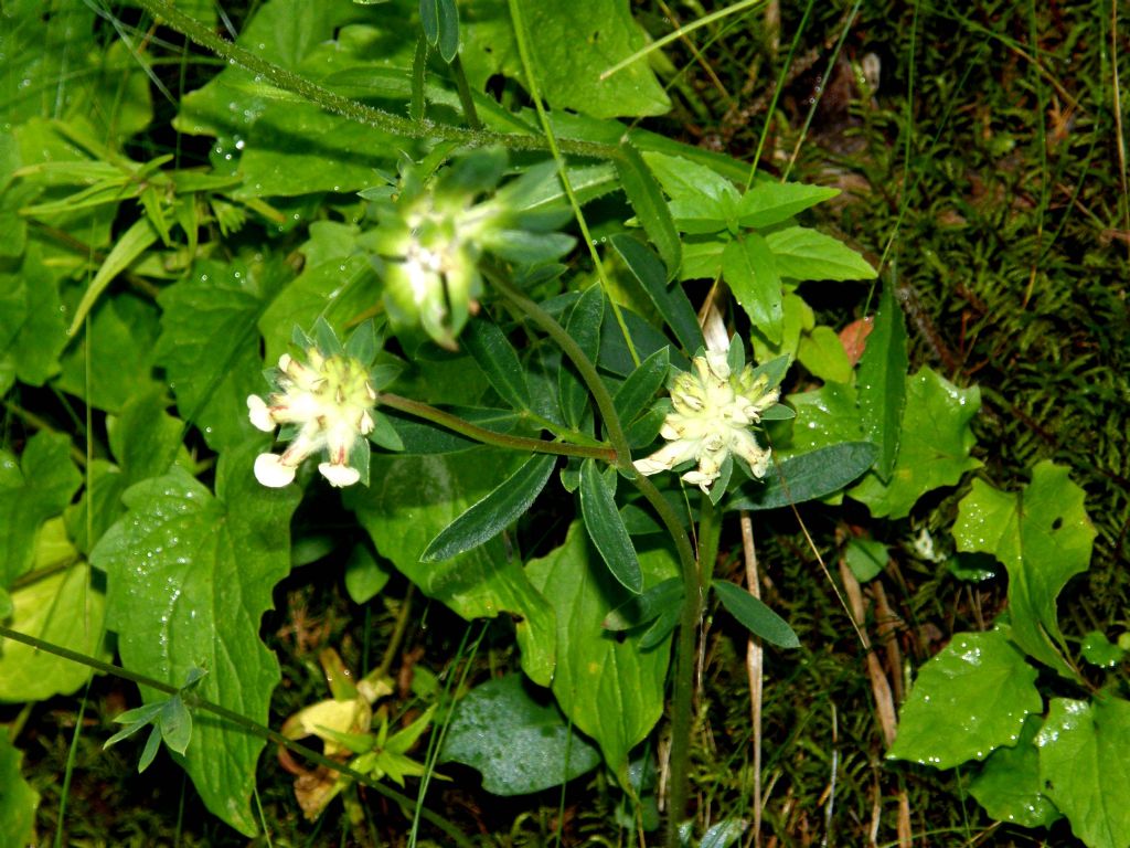 Anthyllis vulneraria