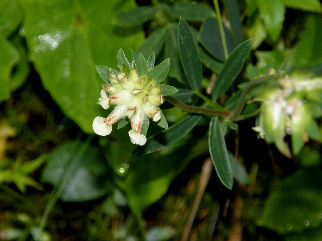 Anthyllis vulneraria