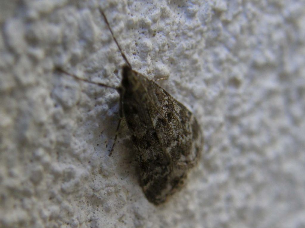 Falena alpina: Crambidae: cfr. Eudonia sp.