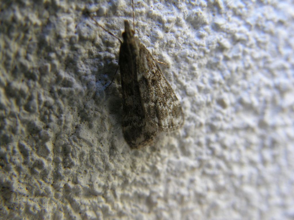 Falena alpina: Crambidae: cfr. Eudonia sp.