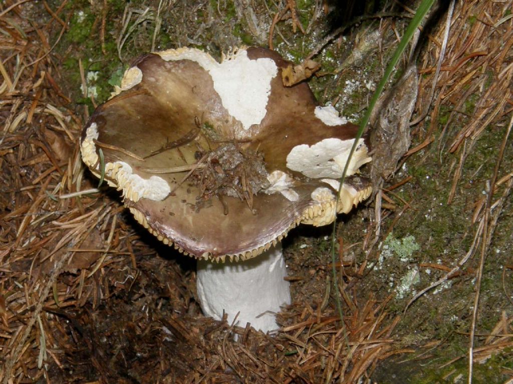 Russula...un po'' mangiucchiata