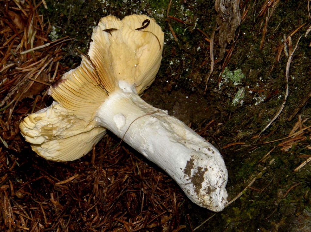 Russula...un po'' mangiucchiata