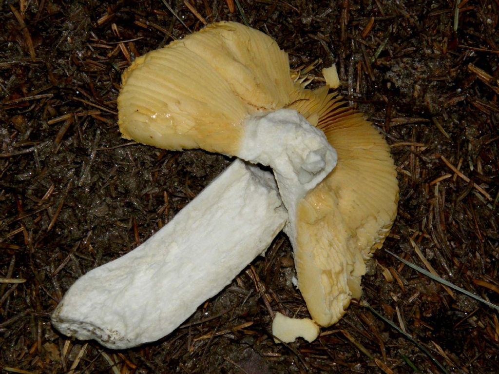 Russula...un po'' mangiucchiata