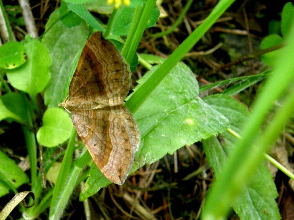 Scotopteryx chenopodiata (Geometridae)