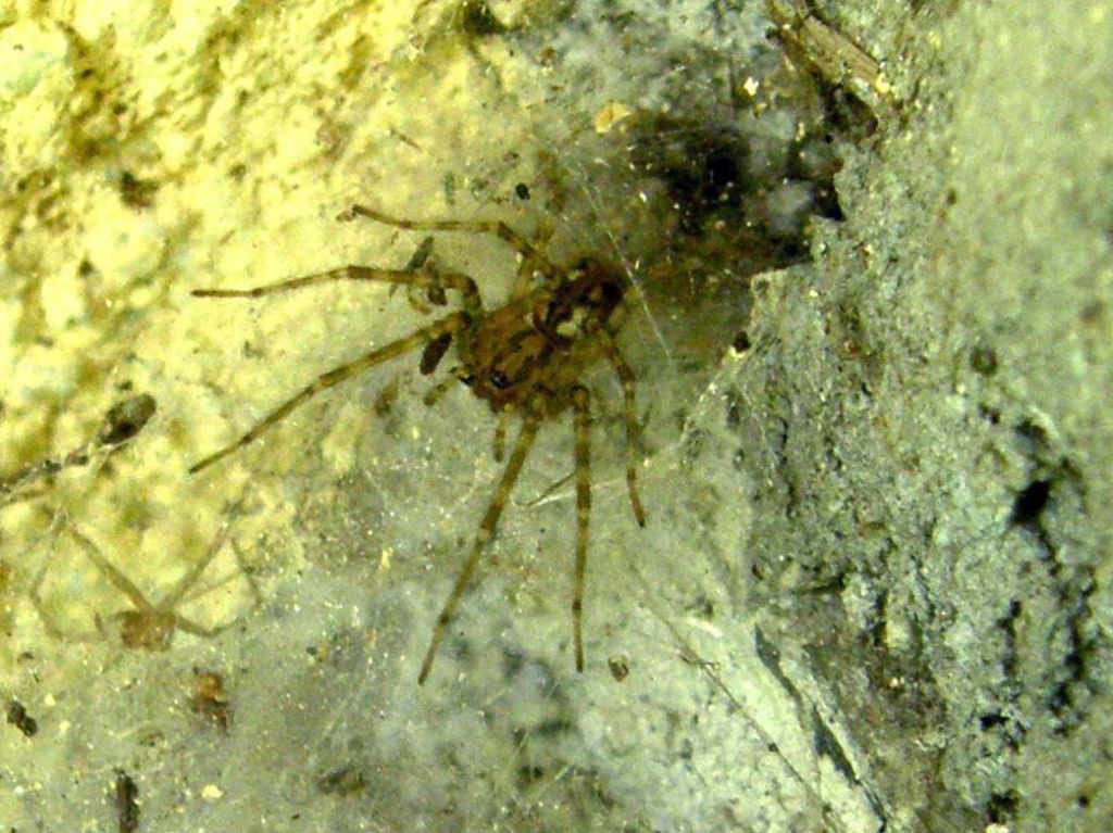 Tegenaria o Malthonica sp.