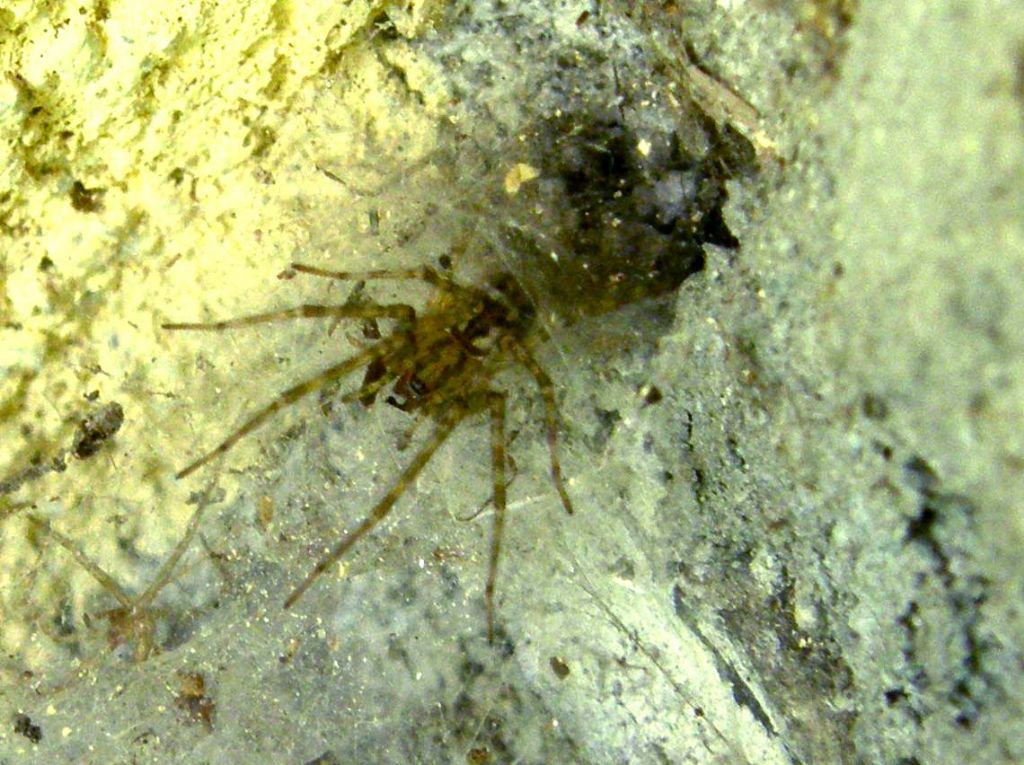 Tegenaria o Malthonica sp.