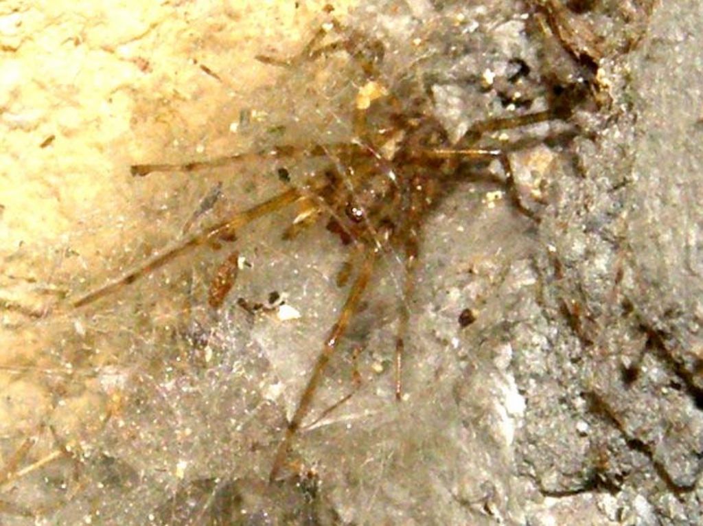 Tegenaria o Malthonica sp.