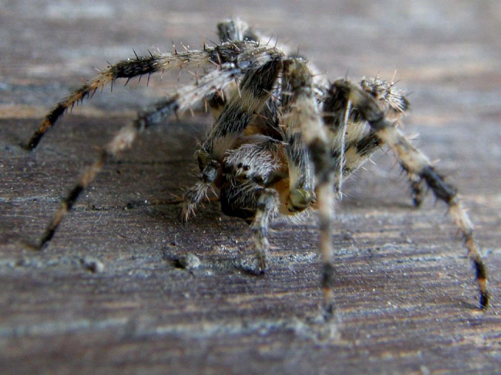 Araneus cf. diadematus