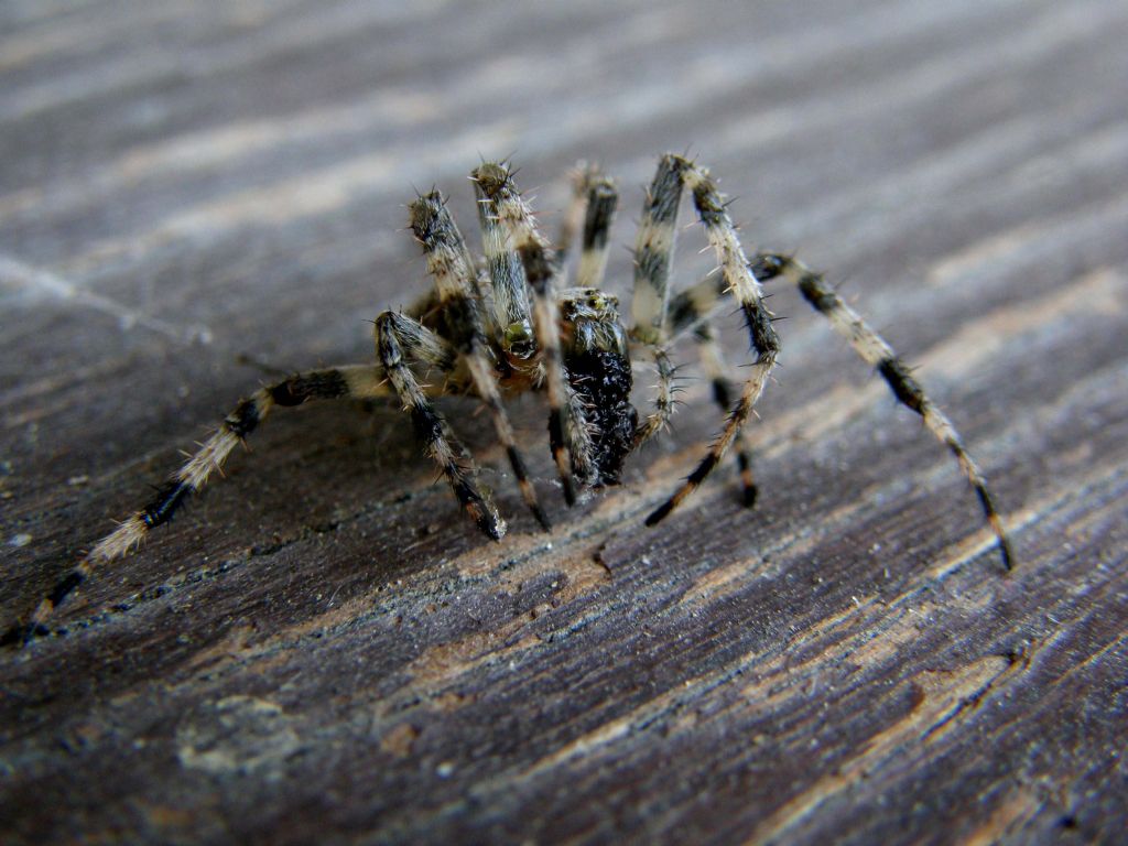 Araneus cf. diadematus