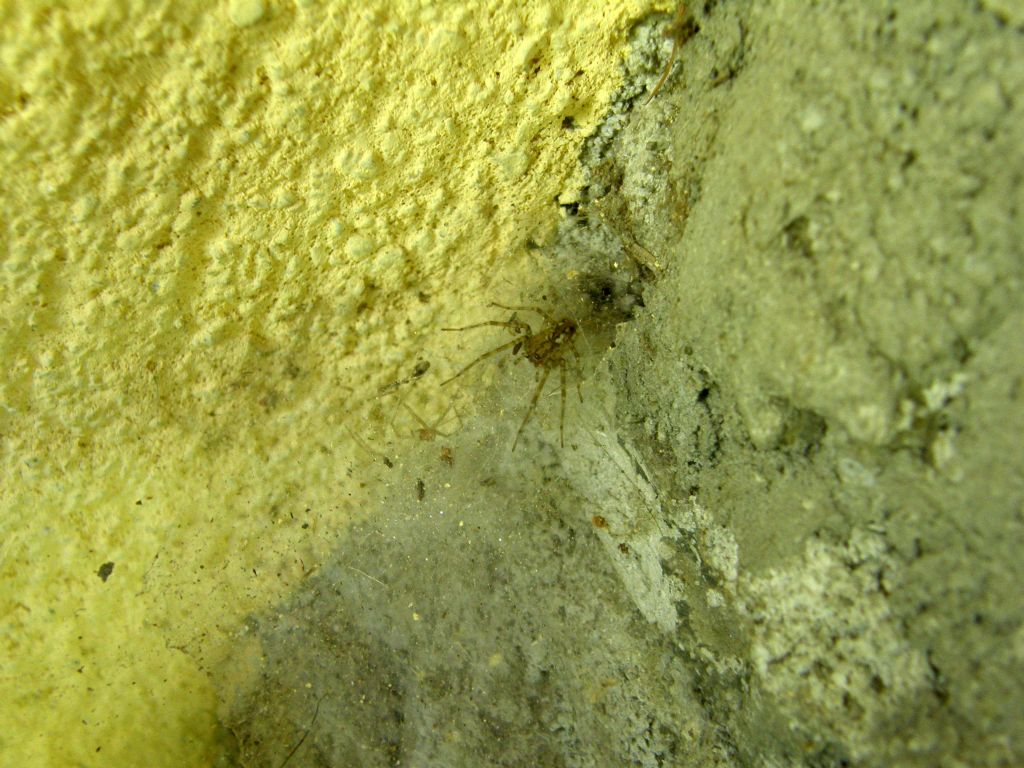 Tegenaria o Malthonica sp.