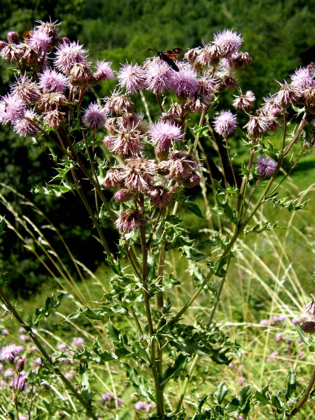 Cirsium arvense