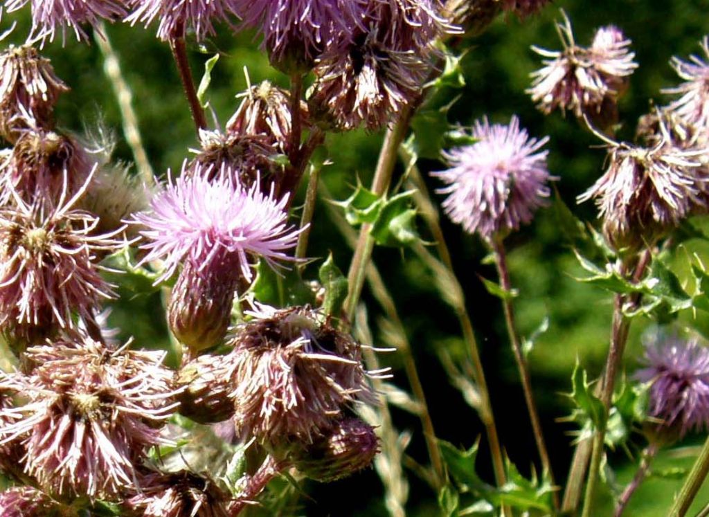 Cirsium arvense