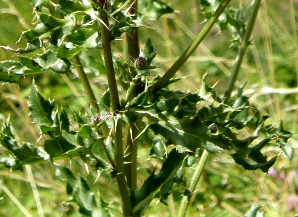 Cirsium arvense