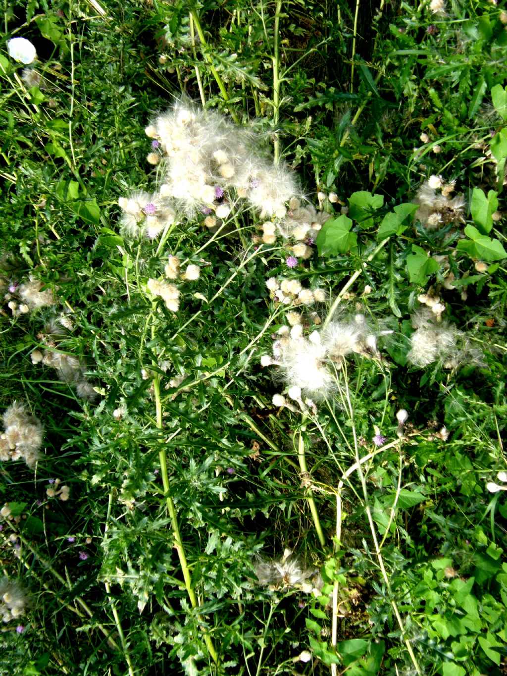 Cirsium arvense